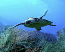 free-diving