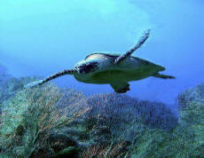 turtle
