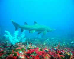 shark