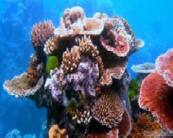 coral